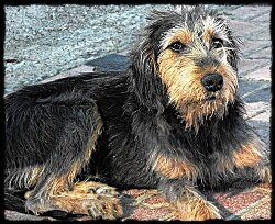 rescued-stray-fella