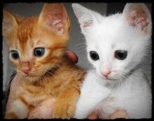 tango-daisy-rehomed-diary